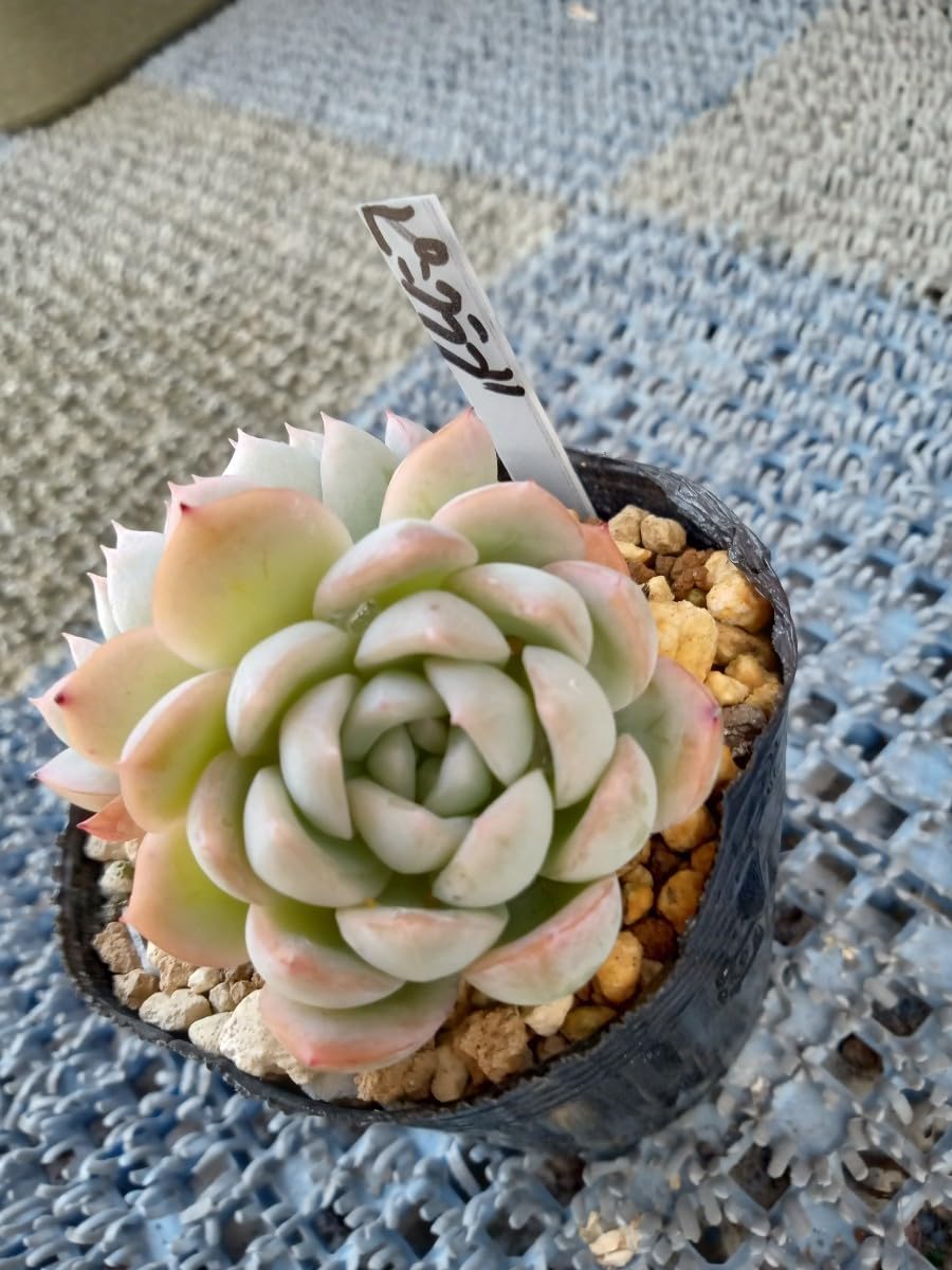 Amazon.co.jp: 多肉植物 ピンクラブ 抜き苗 エケベリア 7ハーフポット
